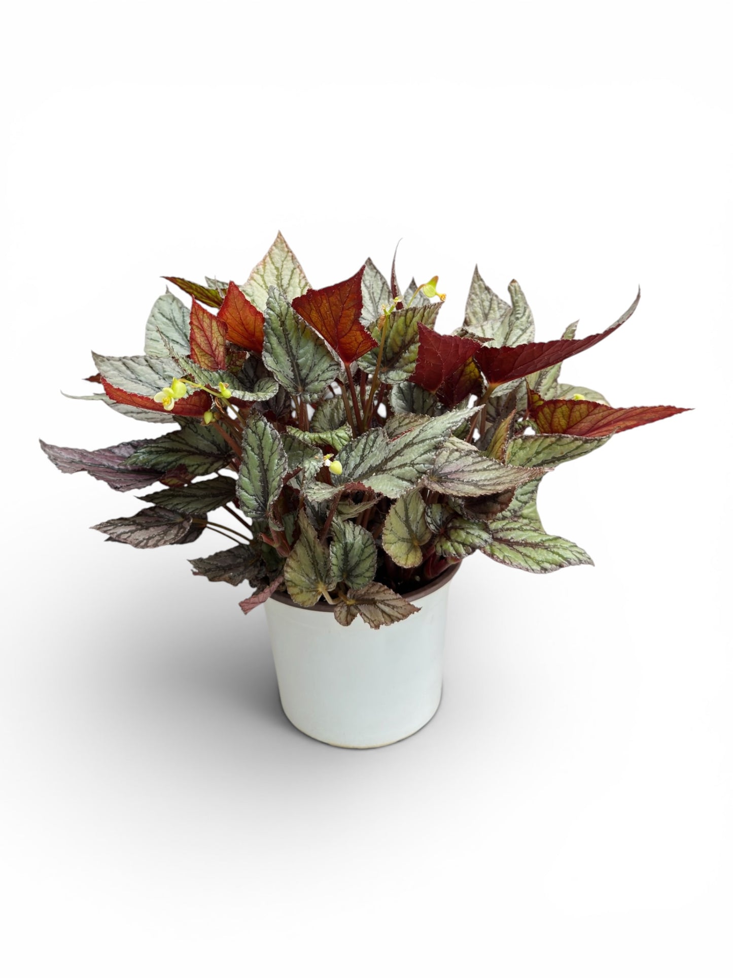 Μπιγγόνια  begonia rex hugh mclauchlan Φ17εκ.
