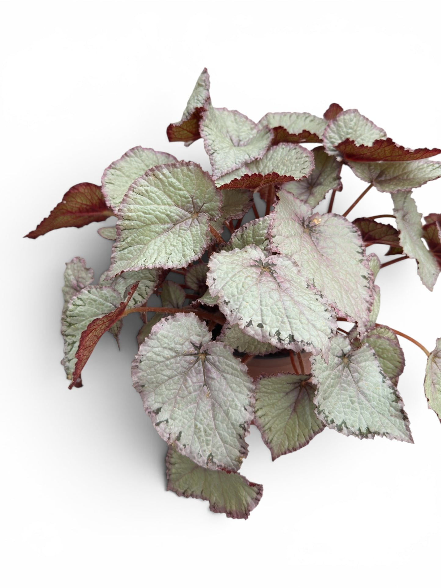 Μπιγγόνια  begonia rex hawaiian silver Φ17εκ.