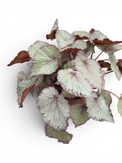 Μπιγγόνια  begonia rex hawaiian silver Φ17εκ.
