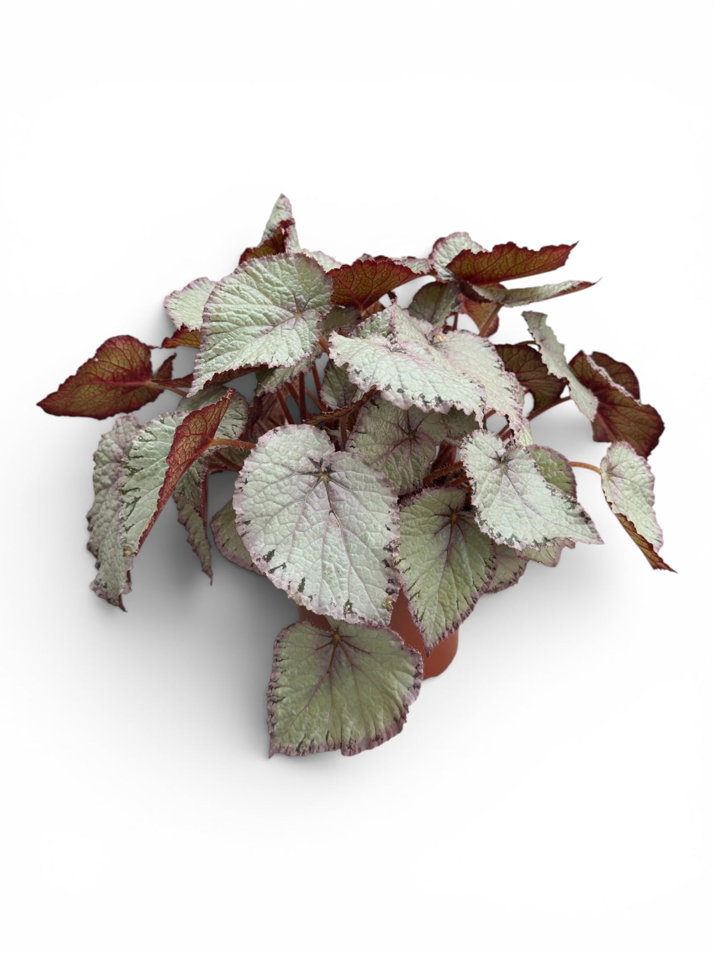 Μπιγγόνια  begonia rex hawaiian silver Φ17εκ.