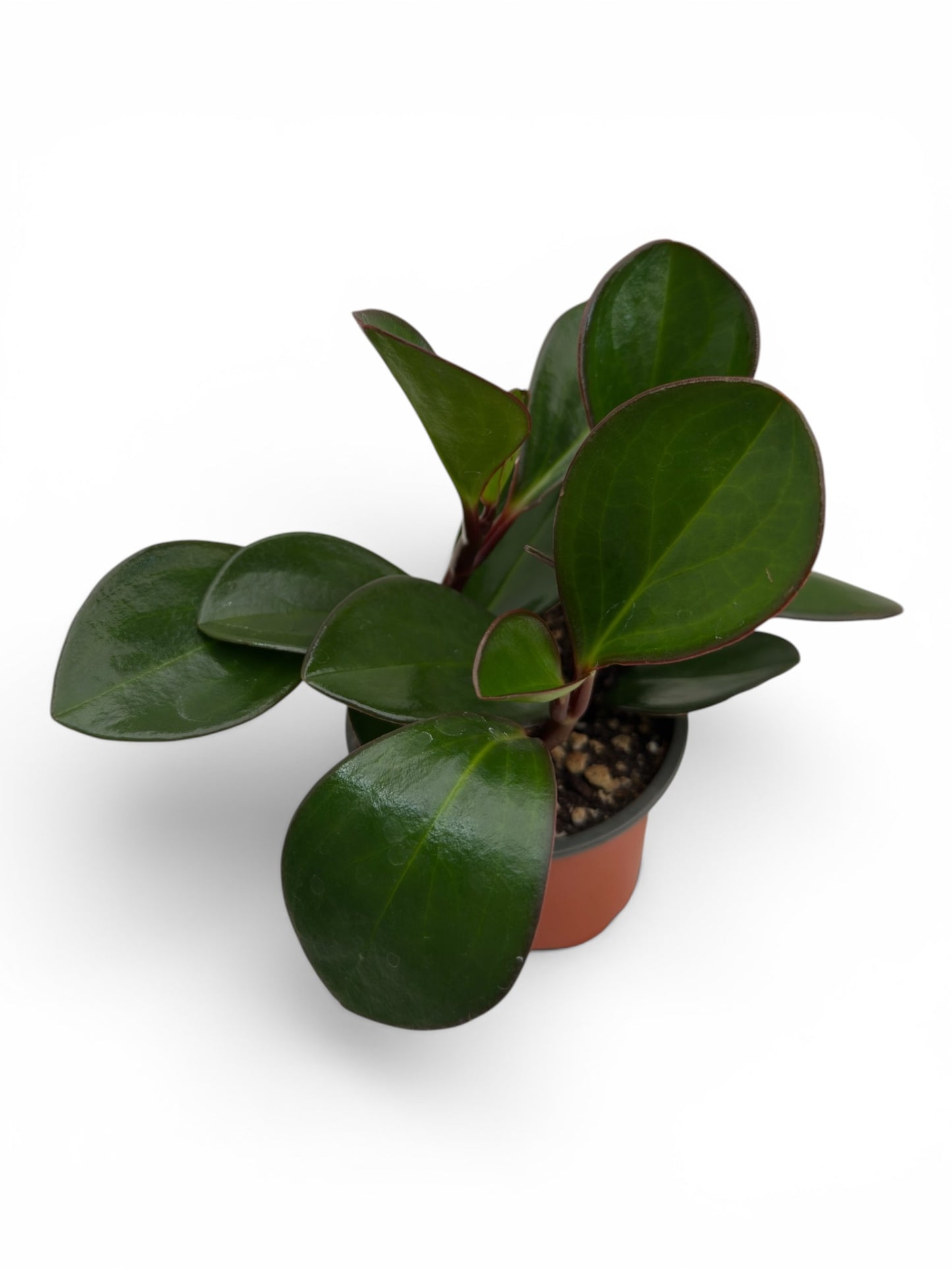 Peperomia obtusifolia Φ9εκ.