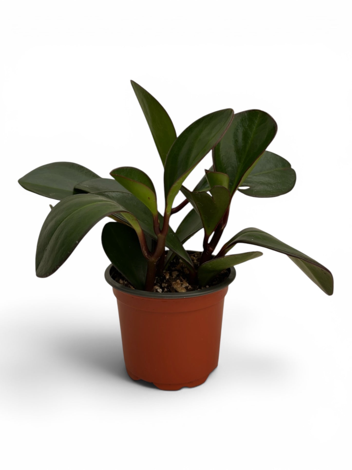 Peperomia obtusifolia Φ9εκ.