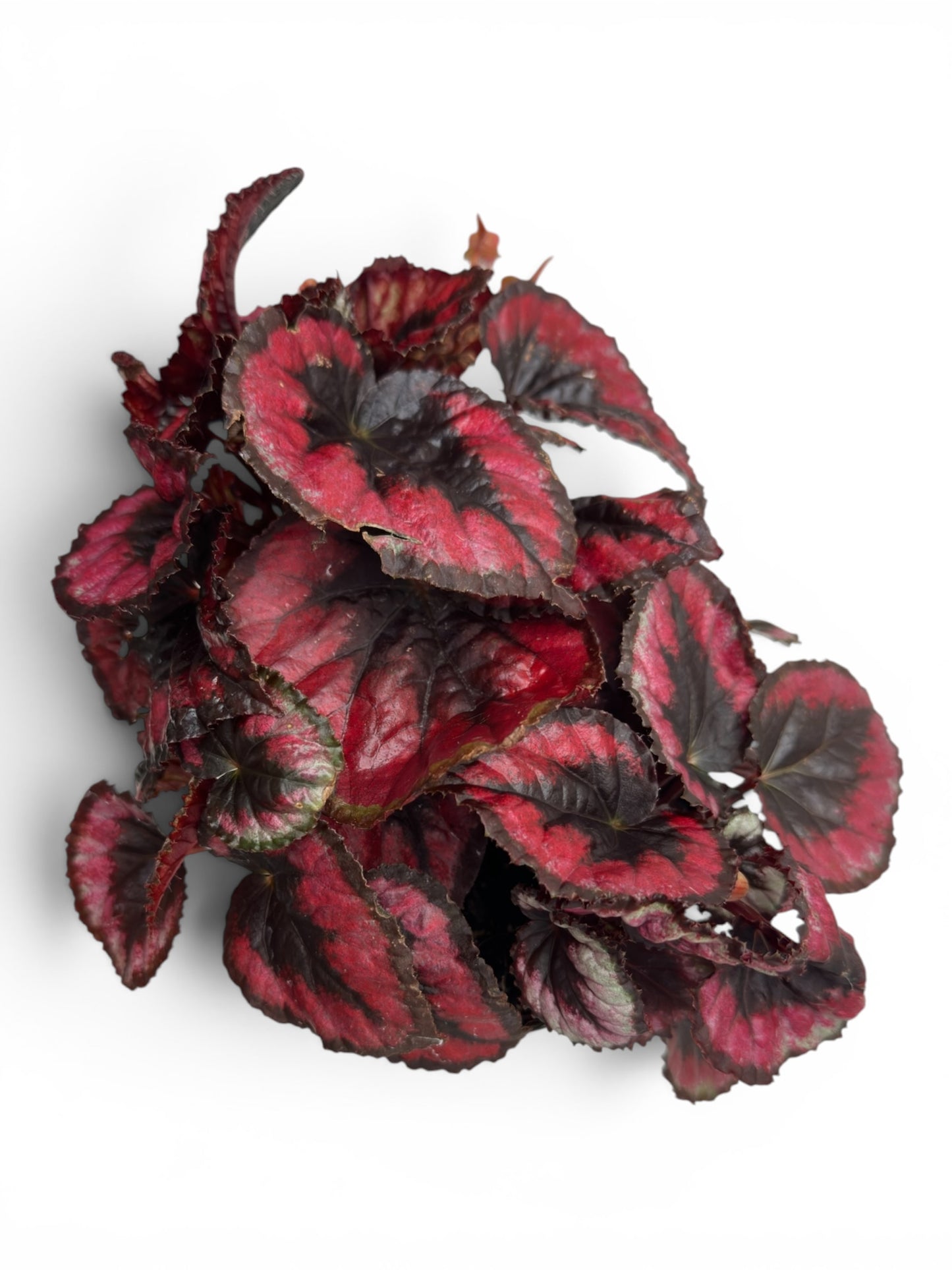 Μπιγγόνια  begonia bemita Φ12εκ.