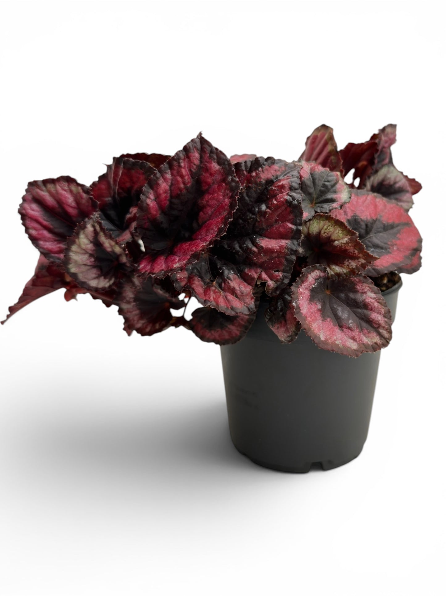 Μπιγγόνια  begonia bemita Φ12εκ.