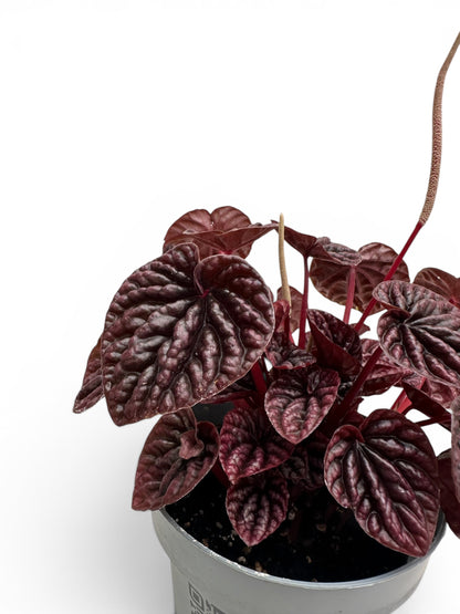 Peperomia caperata luna red Φ12εκ.
