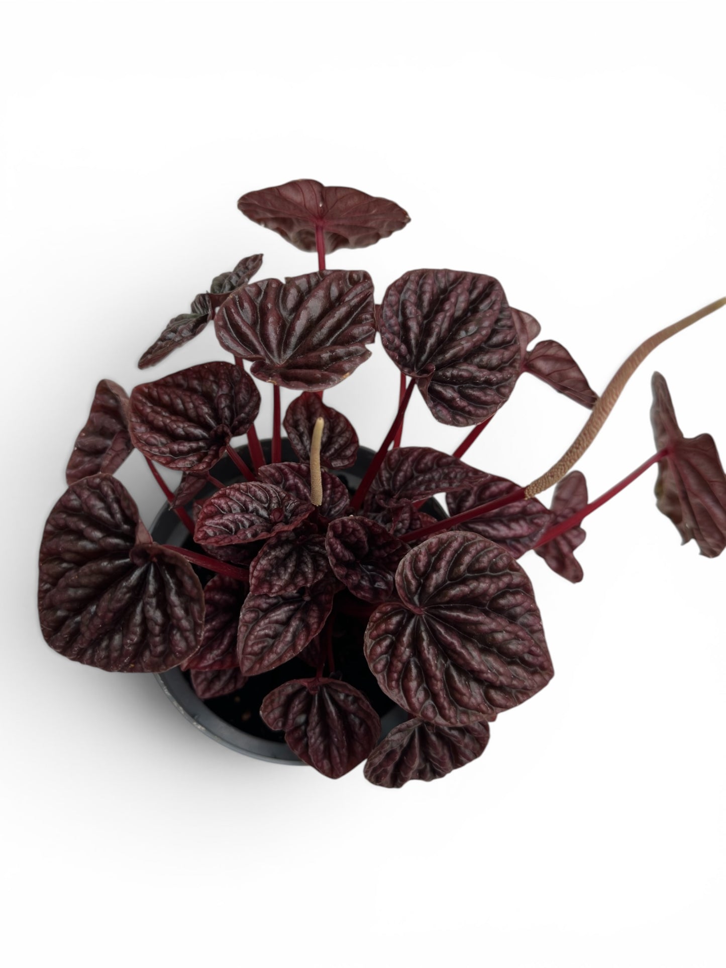 Peperomia caperata luna red Φ12εκ.