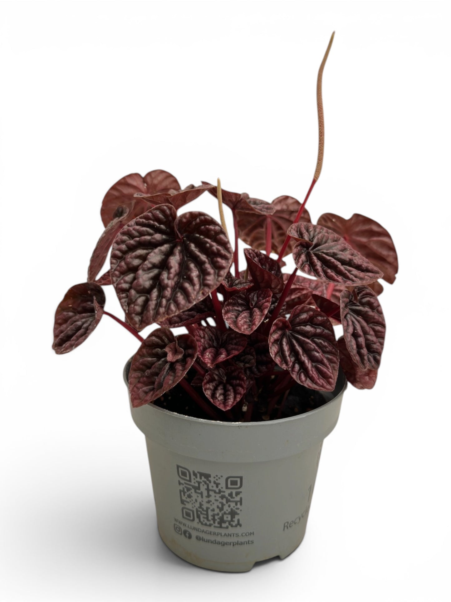 Peperomia caperata luna red Φ12εκ.