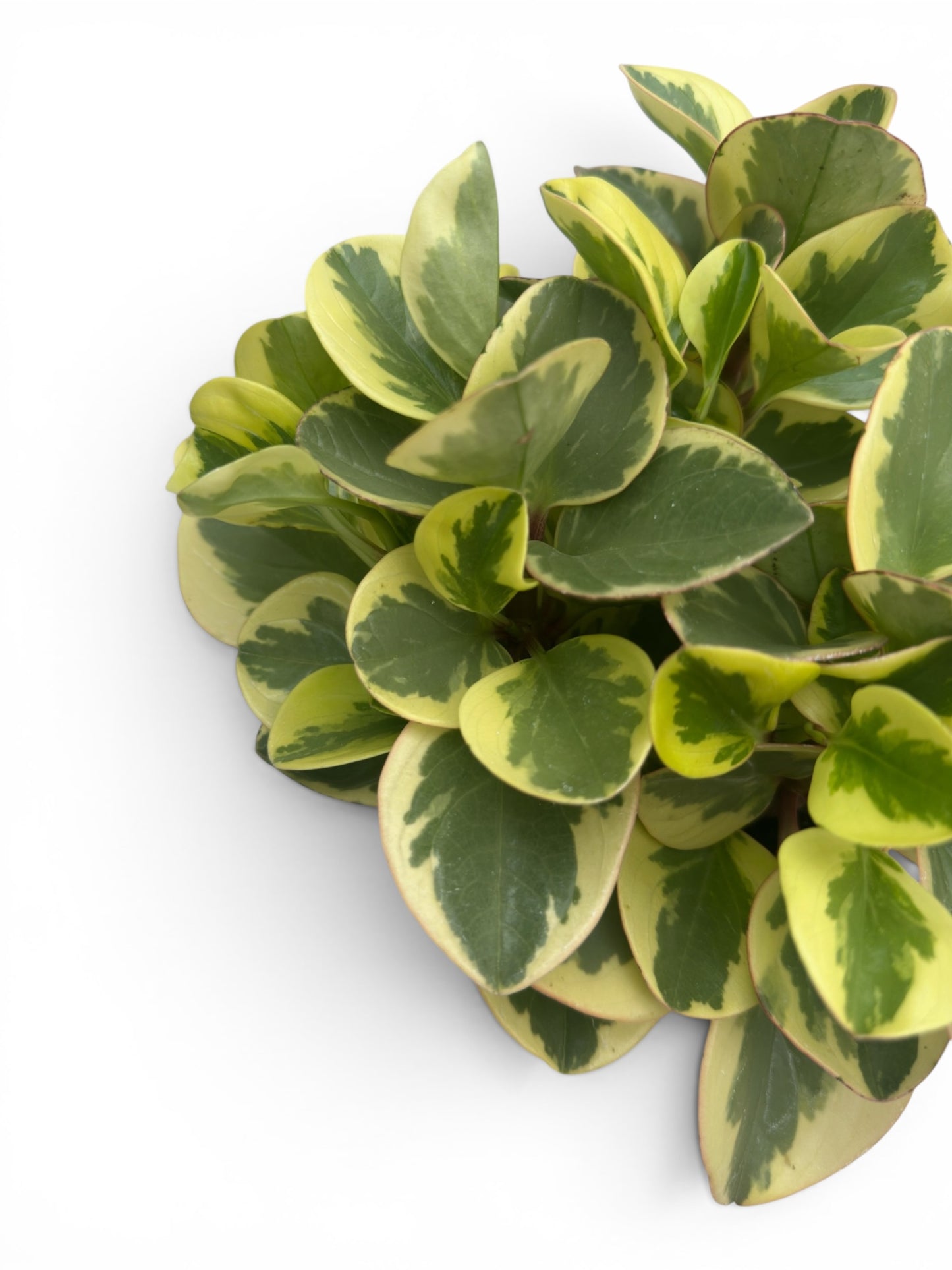 Peperomia obtipan bicolor golden genua Φ12εκ.