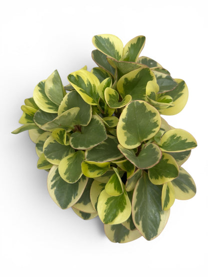 Peperomia obtipan bicolor golden genua Φ12εκ.