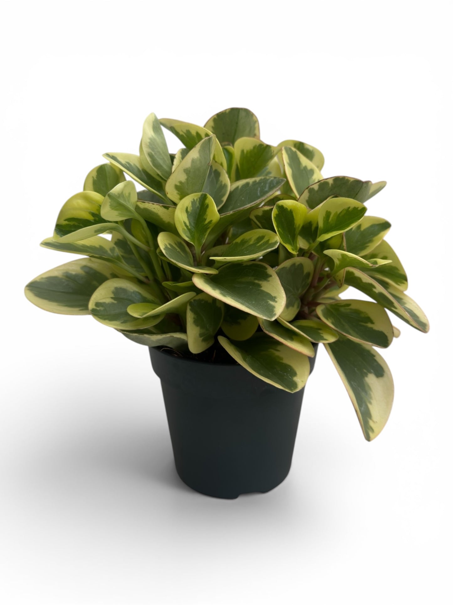 Peperomia obtipan bicolor golden genua Φ12εκ.