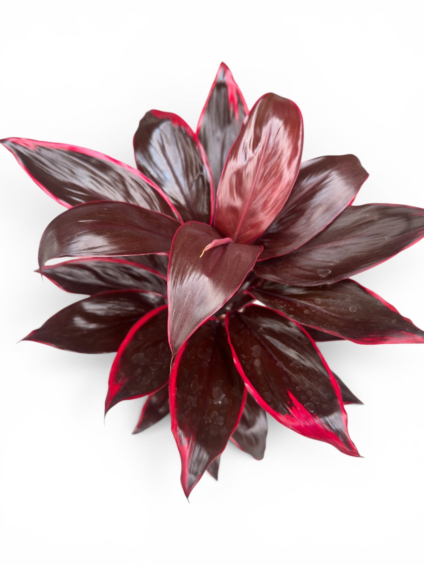 Δράκαινα Cordyline fruticosa Φ13εκ.