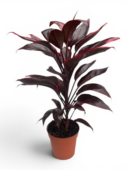 Δράκαινα Cordyline fruticosa Φ13εκ.
