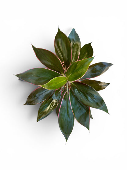 Δράκαινα Cordyline fruticosa ροζ Φ13εκ.