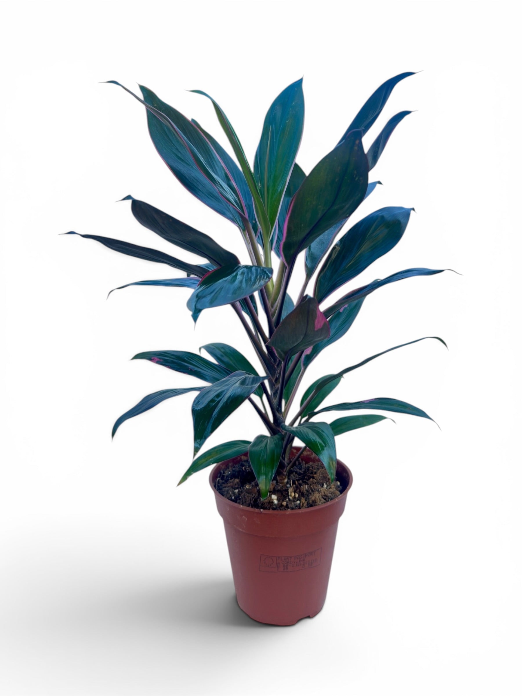 Δράκαινα Cordyline fruticosa ροζ Φ13εκ.
