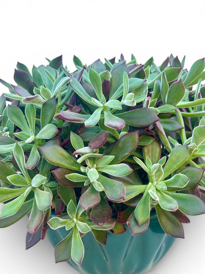 Παχύφυτο Echeveria pulvinata 'Devotion' Φ27εκ.