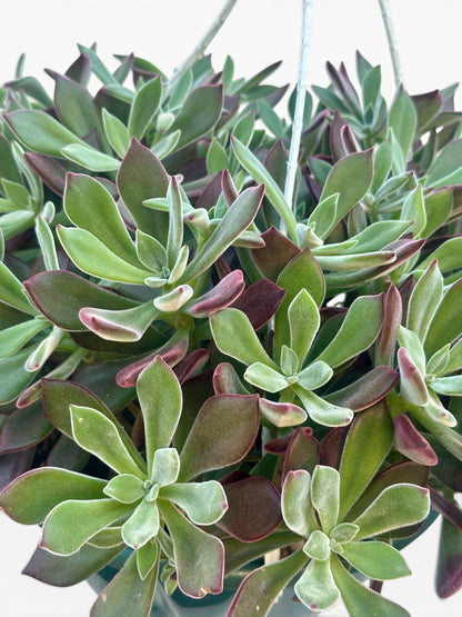 Παχύφυτο Echeveria pulvinata 'Devotion' Φ27εκ.