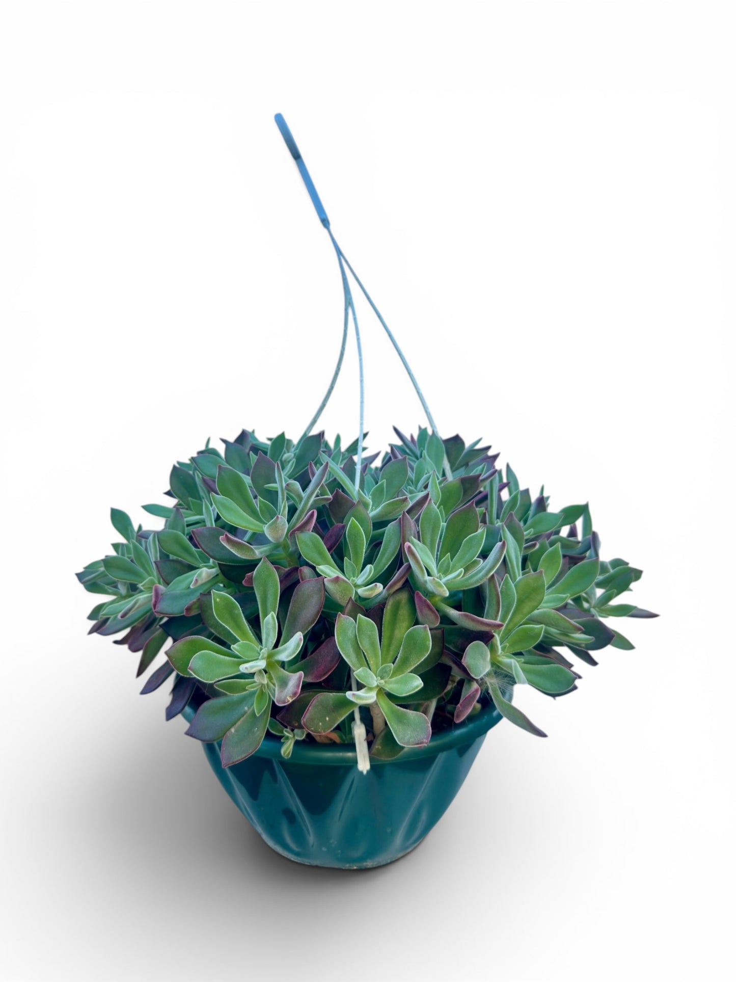 Παχύφυτο Echeveria pulvinata 'Devotion' Φ27εκ.