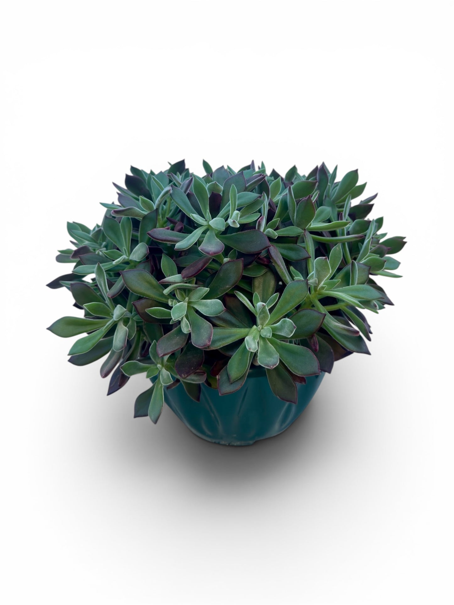 Παχύφυτο Echeveria pulvinata 'Devotion' Φ27εκ.