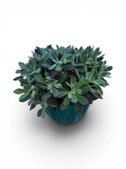 Παχύφυτο Echeveria pulvinata 'Devotion' Φ27εκ.