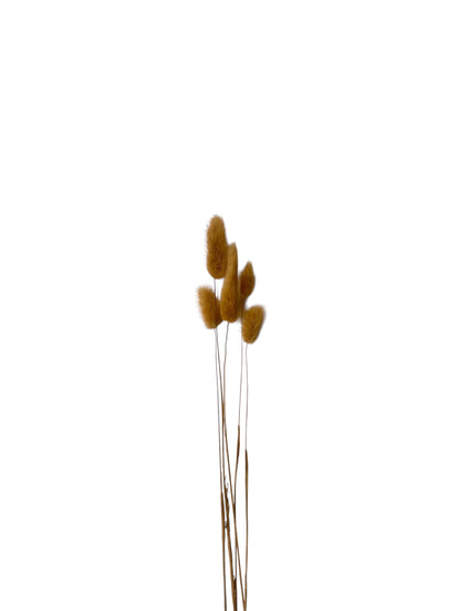 Bunny Tails Natural 40–50εκ. – Αποξηραμένα Κλαδιά (5 τεμ.)