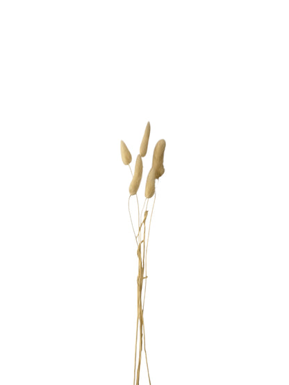 Bunny Tails λευκό 40–50εκ. – Αποξηραμένα Κλαδιά (5 τεμ.)