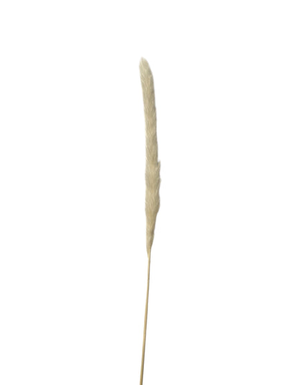 Pampas Grass Λευκό 60εκ. – Αποξηραμένο Κλαδί (1 τεμ.)