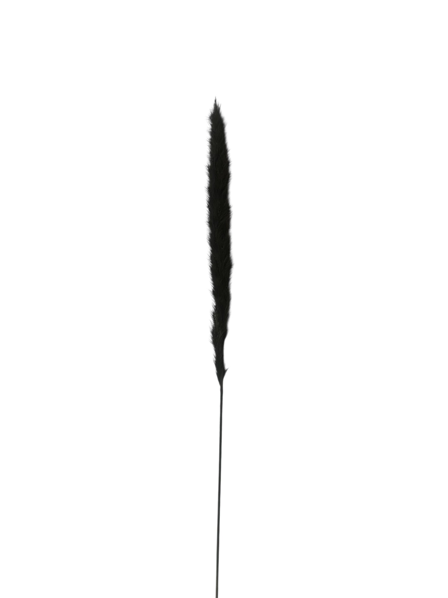 Pampas Grass Μαύρο 60εκ. – Αποξηραμένο Κλαδί (1 τεμ.)