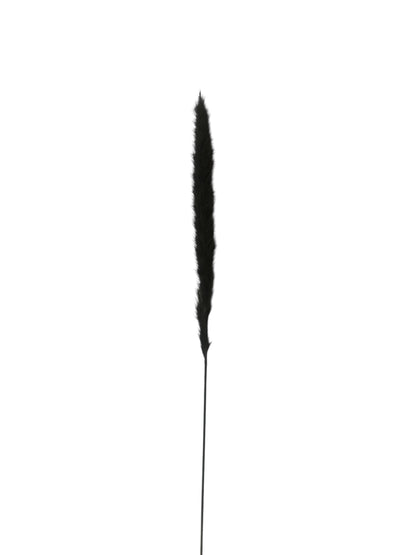Pampas Grass Μαύρο 60εκ. – Αποξηραμένο Κλαδί (1 τεμ.)
