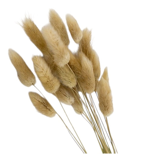 Bunny Tails Natural 40–50εκ. – Αποξηραμένα Κλαδιά (5 τεμ.)