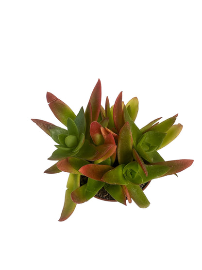 Παχύφυτο Crassula capitella 'Campfire' Φ8.5