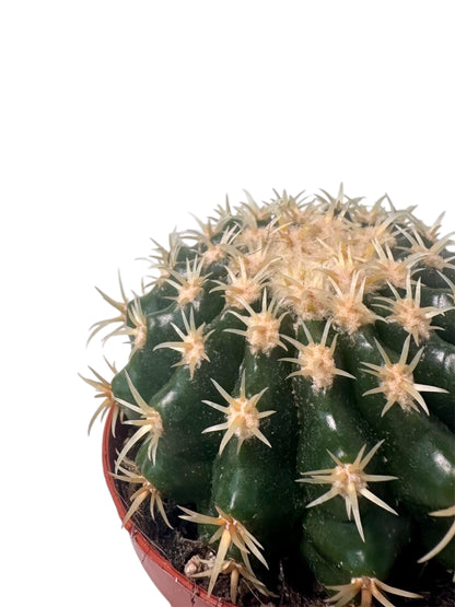 Κάκτος Echinocactus grusonii var. brevispinus Φ8.5εκ.