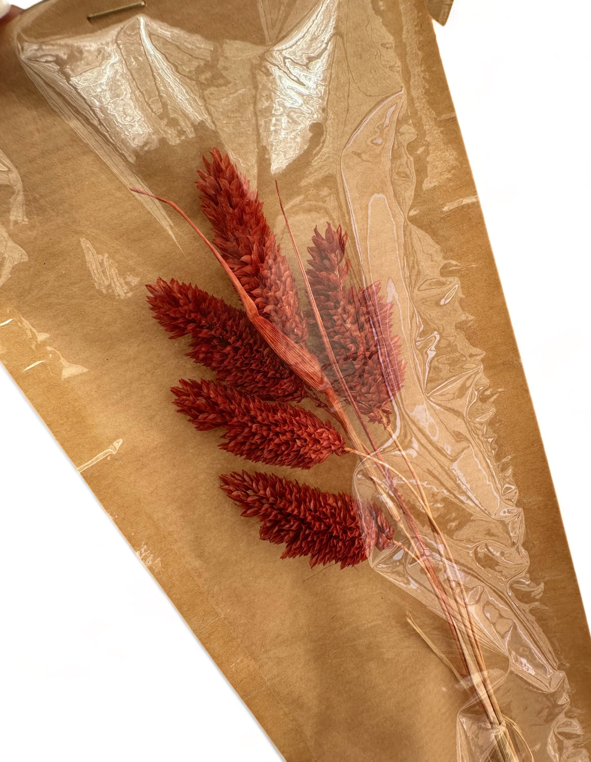 Phalaris 60εκ. Αποξηραμένο κλαδί Redwood Coffee