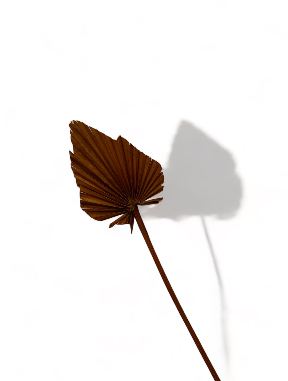Palm καφέ αποξηραμένο κλαδί