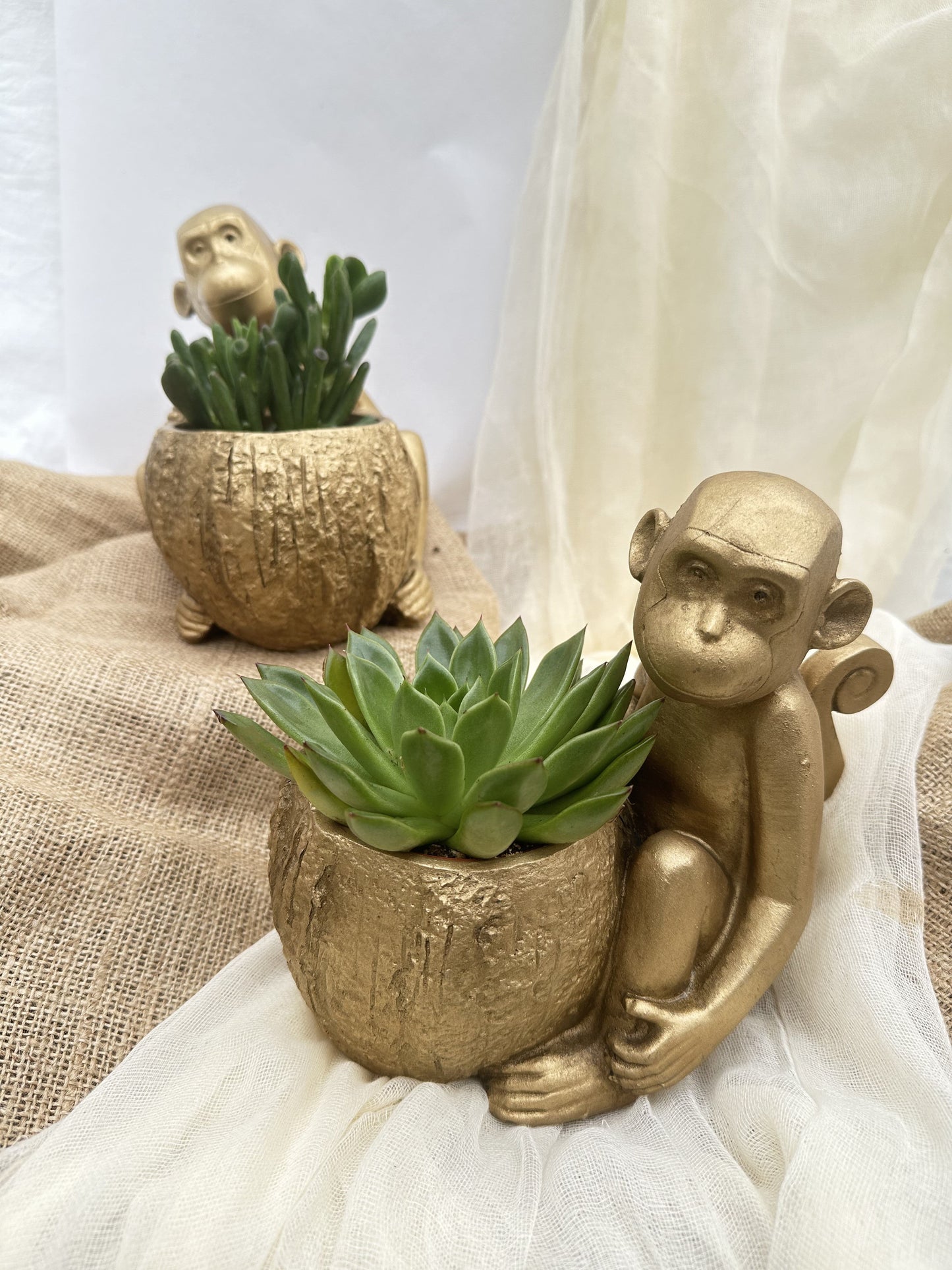 Τσιμεντένιο κασπώ monkey Β χρυσό 16*23*20