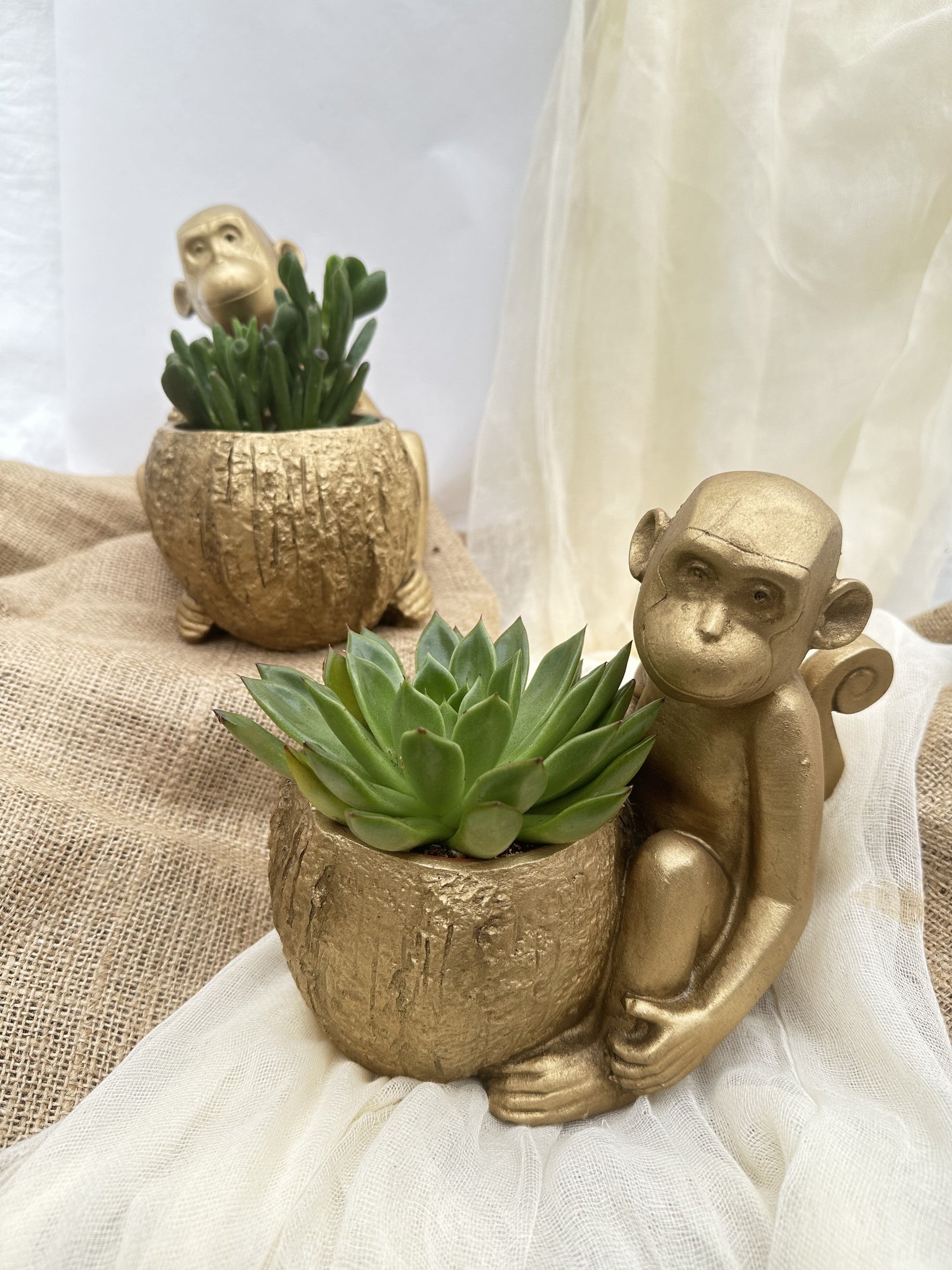 Τσιμεντένιο κασπώ monkey Β χρυσό 16*23*20