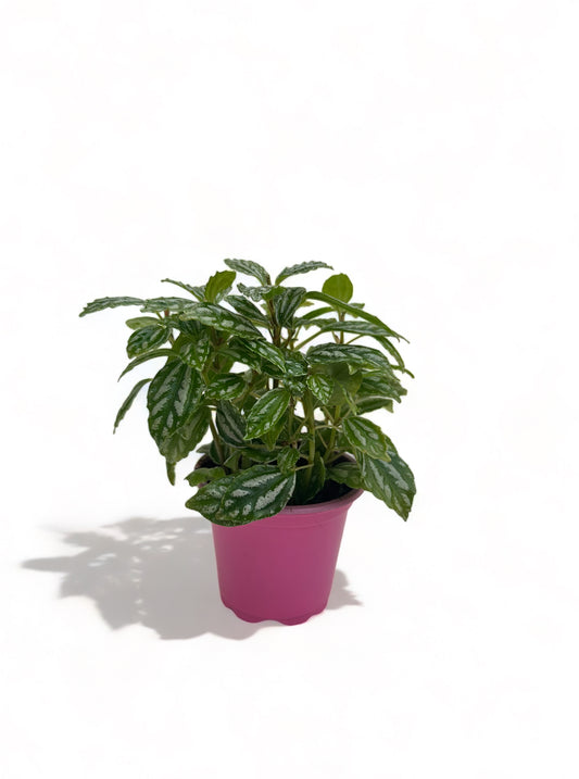 Πιλέα αλουμινόχορτο Pilea cadieri