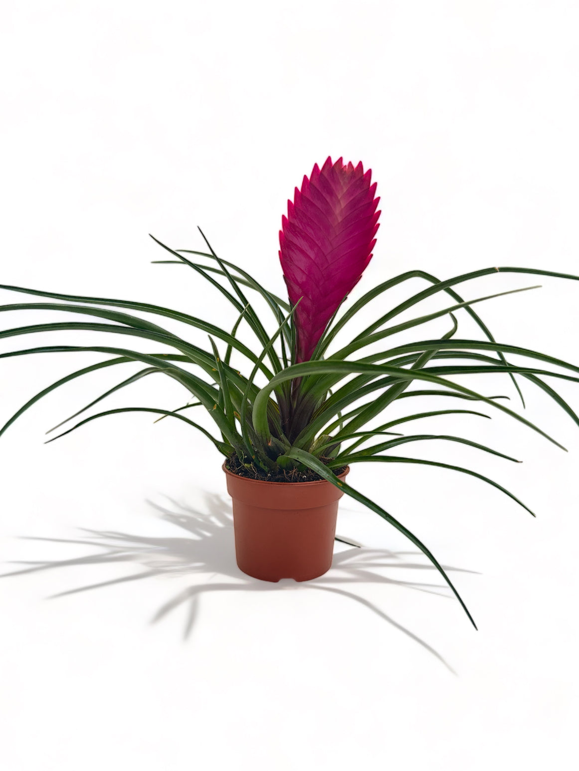 Τιλάντσια η κυανή Tillandsia Cyanea