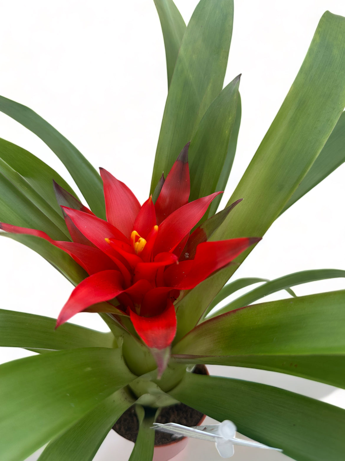 Γκουσμάνια Bromeliad Guzmania Salinas