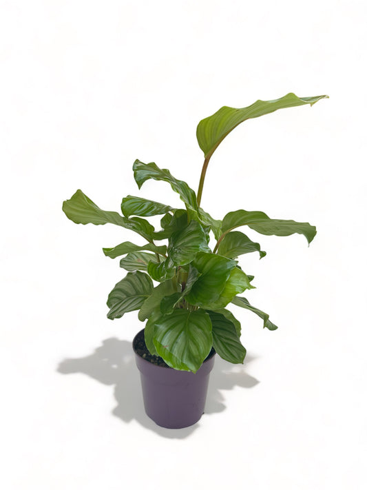 Καλαθέα Calathea orbifolia