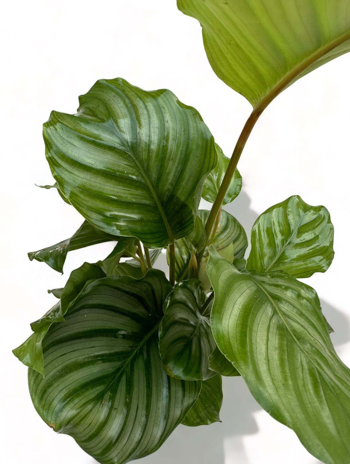 Καλαθέα Calathea orbifolia