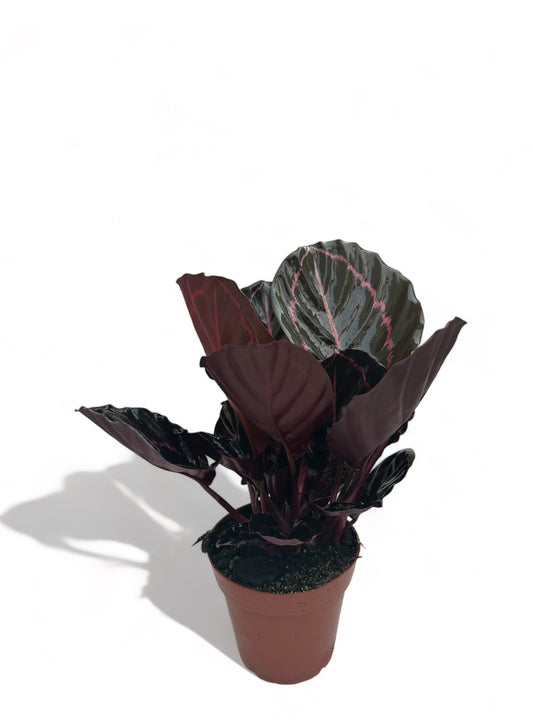 Καλαθέα Calathea roseopicta