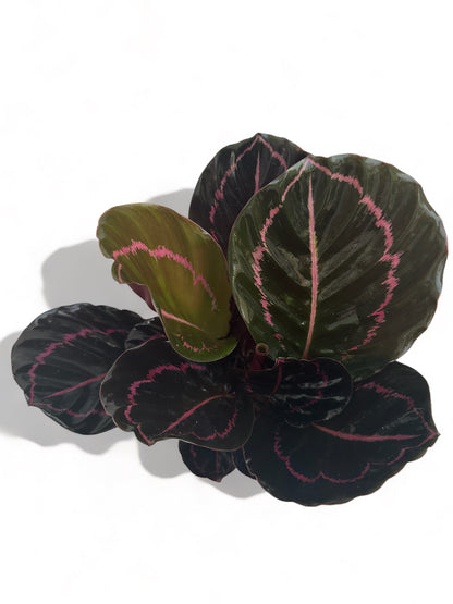 Καλαθέα Calathea roseopicta