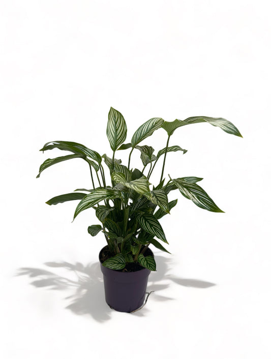 Καλαθέα Calathea vittata