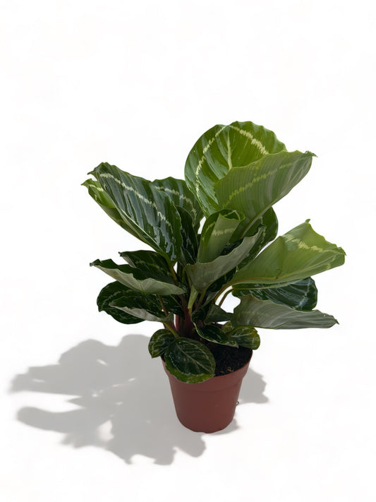 Καλαθέα Calathea green Goddess
