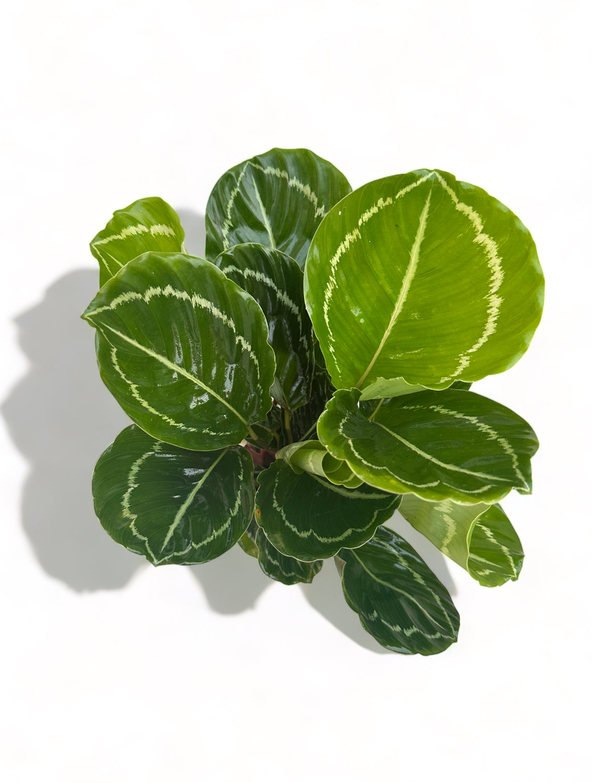 Καλαθέα Calathea green Goddess