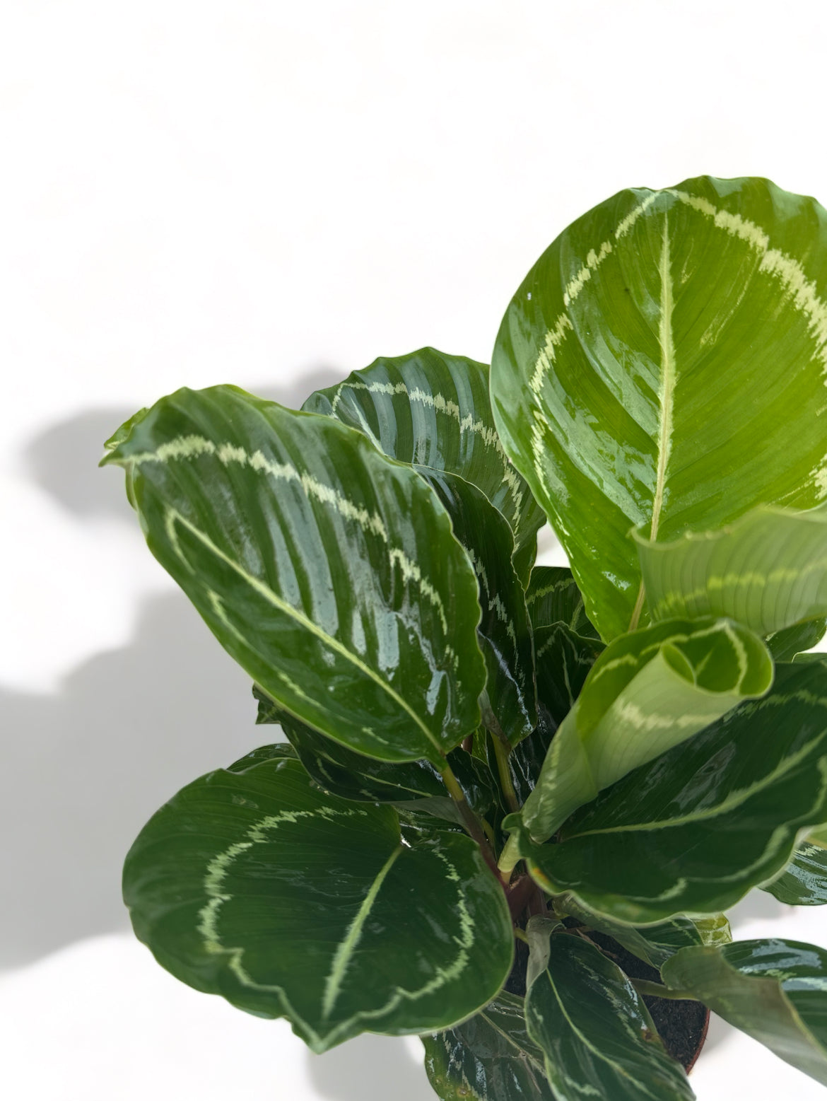 Καλαθέα Calathea green Goddess