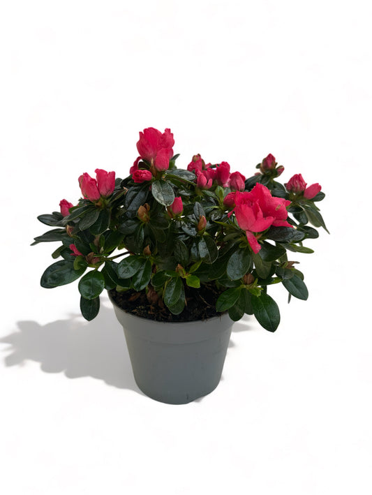 Αζαλέα Φούξια Rhododendron simsii