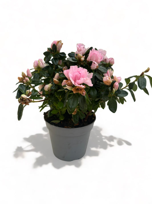 Αζαλέα ροζ Rhododendron simsii