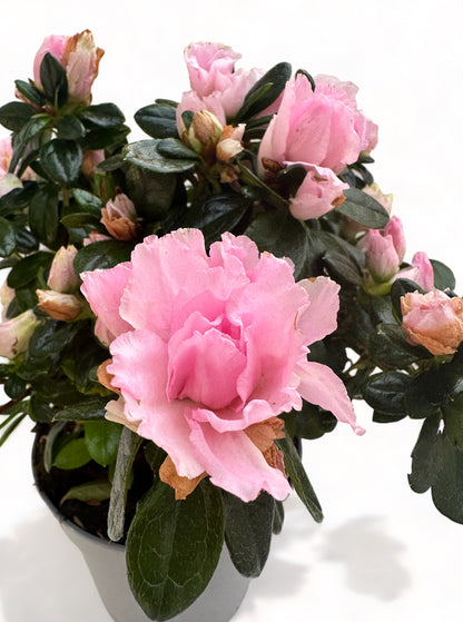 Αζαλέα ροζ Rhododendron simsii