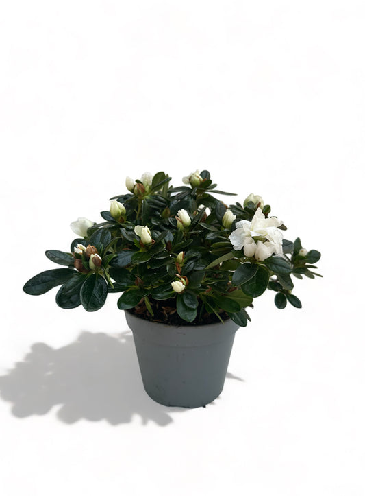 Αζαλέα λευκή Rhododendron simsii